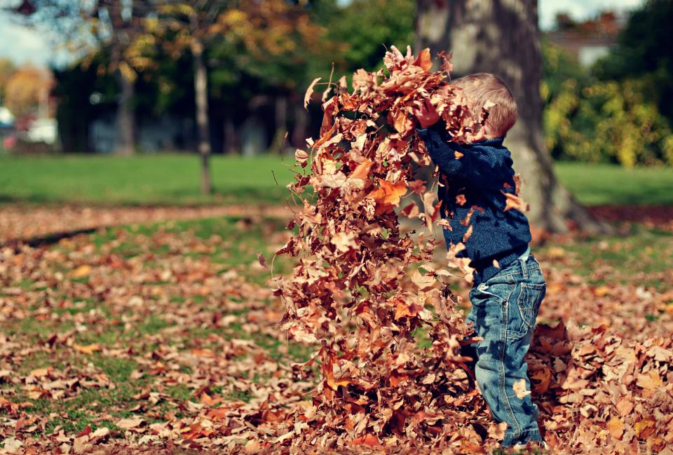 Why Some Trees Hold On to Their Dead Leaves All Winter