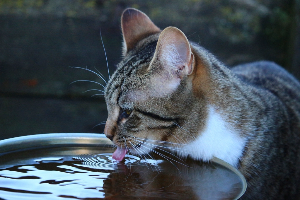 Why Some Cats Love Water When Most Can't Stand It
