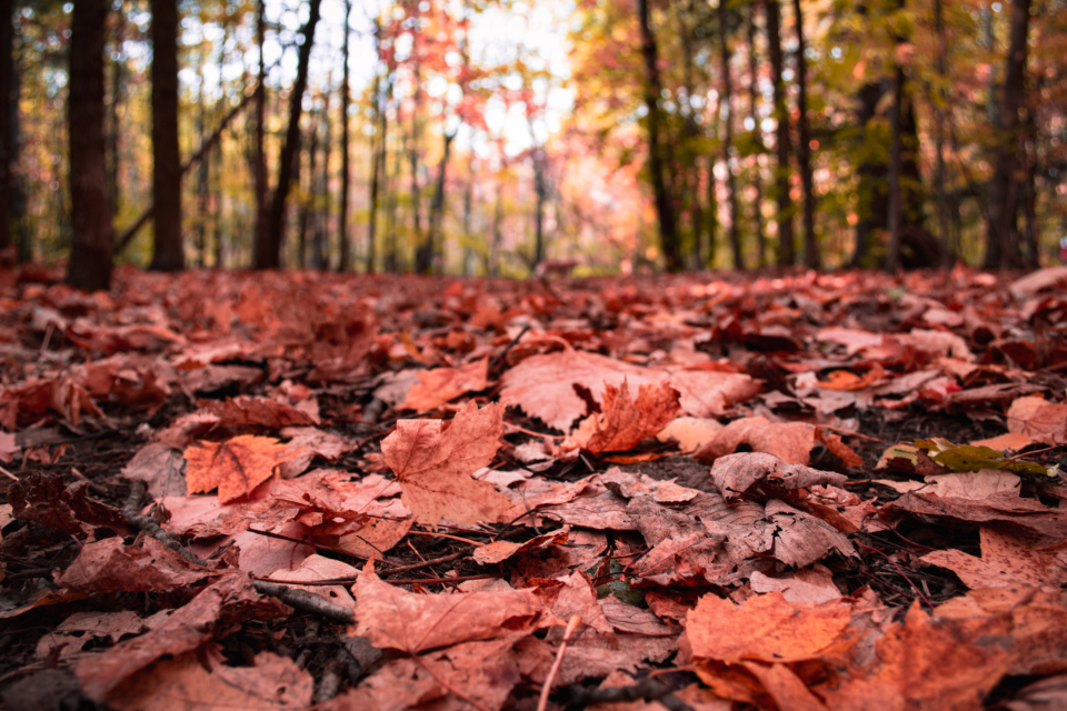 Why Some Leaves Turn Brilliant Red While Others Only Go Yellow
