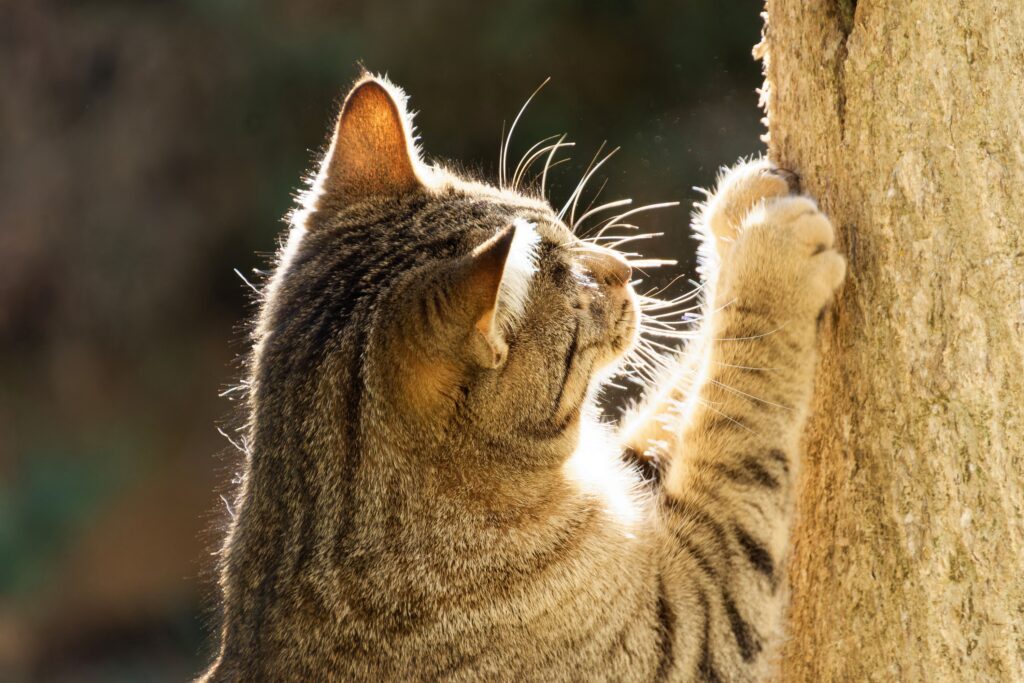 Why Cats Show You Their Belly, Then Attack When You Touch It - Featured image