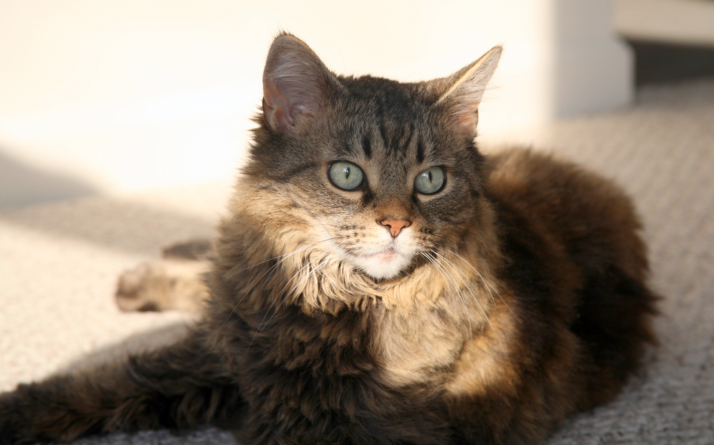 Why Cats Sleep in Sunbeams Even When a Soft Bed Is Nearby - Featured image