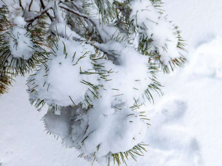 Why Evergreens Turn Brown on Just One Side After Winter - Featured image