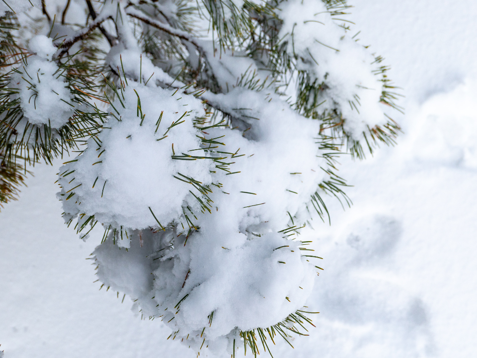 Why Evergreens Turn Brown on Just One Side After Winter
