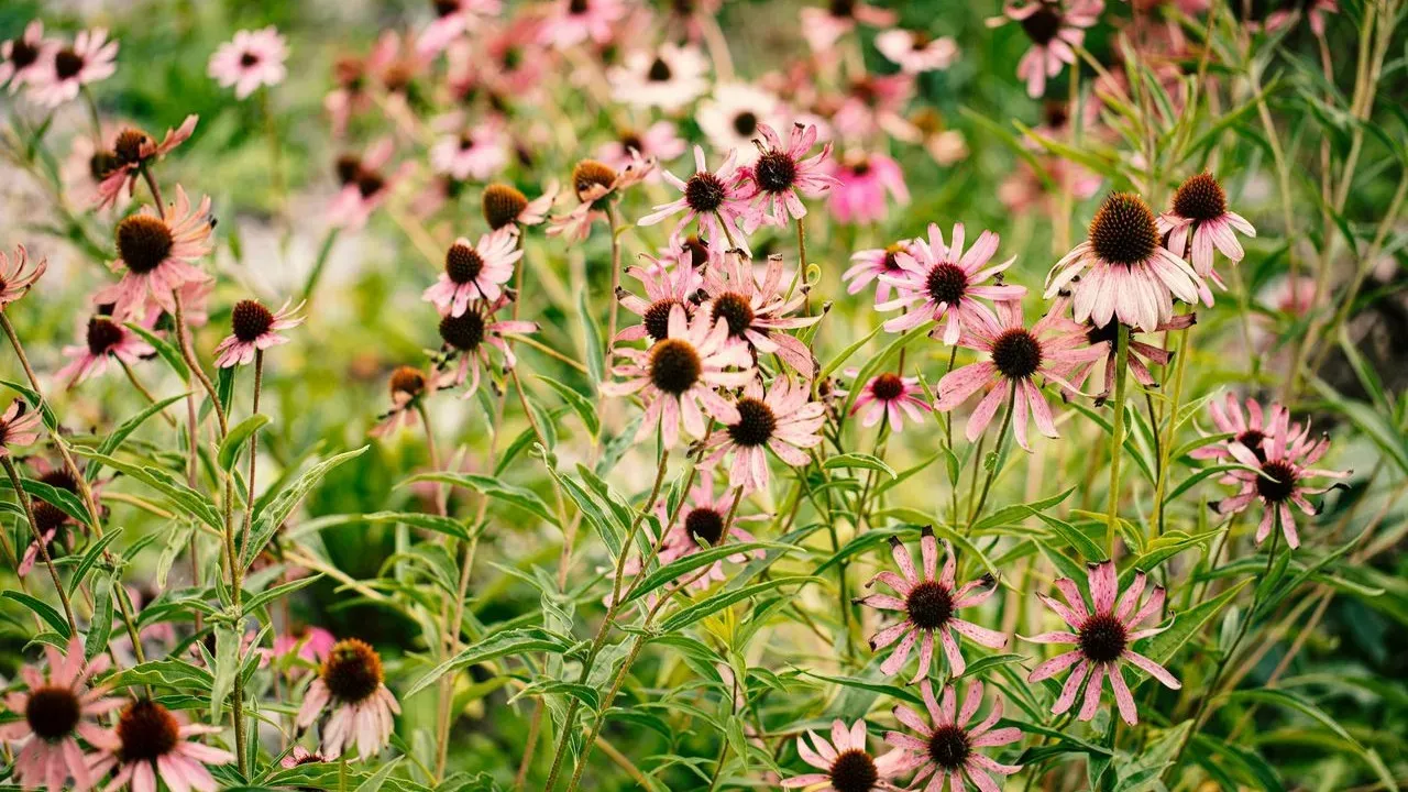 The Fall Gardening Trick That Turns One Perennial Into Many—For Free