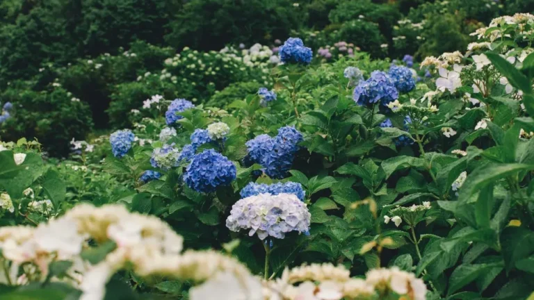 From Cutting Beds to a Blooming Haven: Marni’s Seven-Year Transformation in Alberta - Featured image