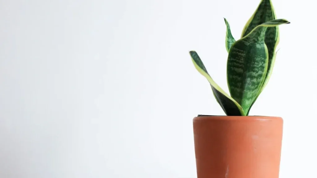 Snake Plant Owners Make This October Error - Featured image