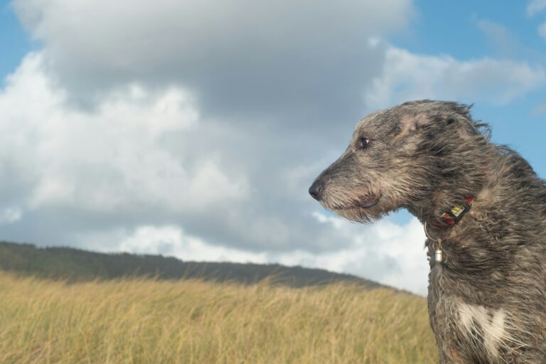 Why Some Dogs Refuse to Go Outside When It's Windy - Featured image