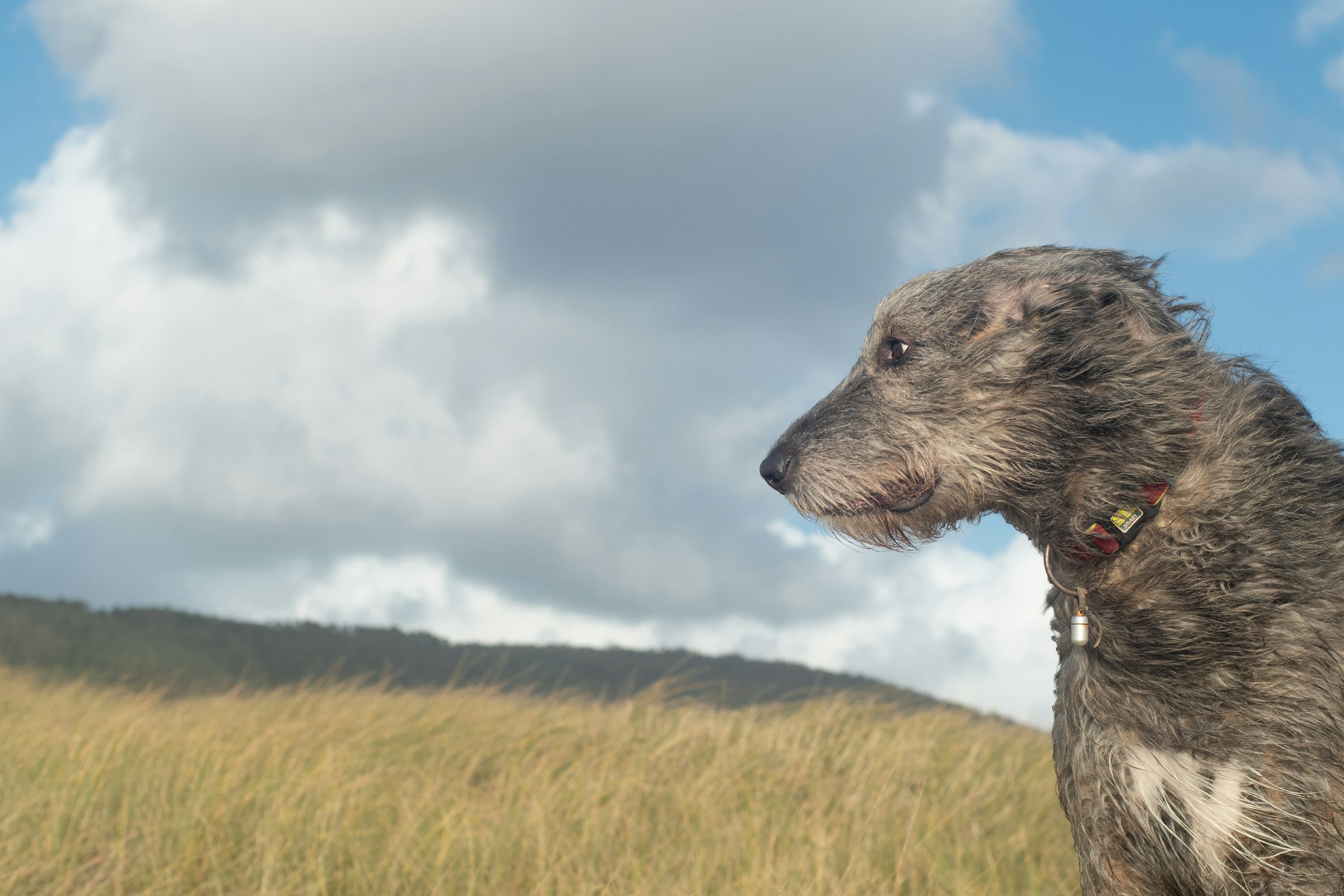 Why Some Dogs Refuse to Go Outside When It's Windy