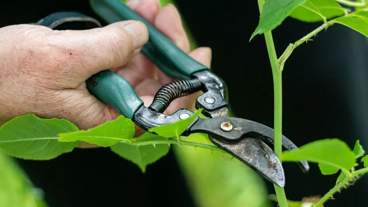 Renewal Pruning Can Bring Shrubs Back to Life