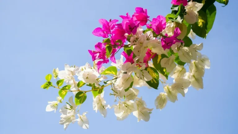 Bougainvillea: The Bold Vine That Transforms Dull Yards With Bright Color - Featured image