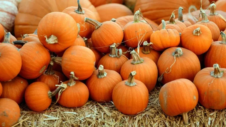 Why Pumpkins Often Turn Soft on the Bottom After the Patch (and How to Choose Ones That Last for Carving or Cooking) - Featured image