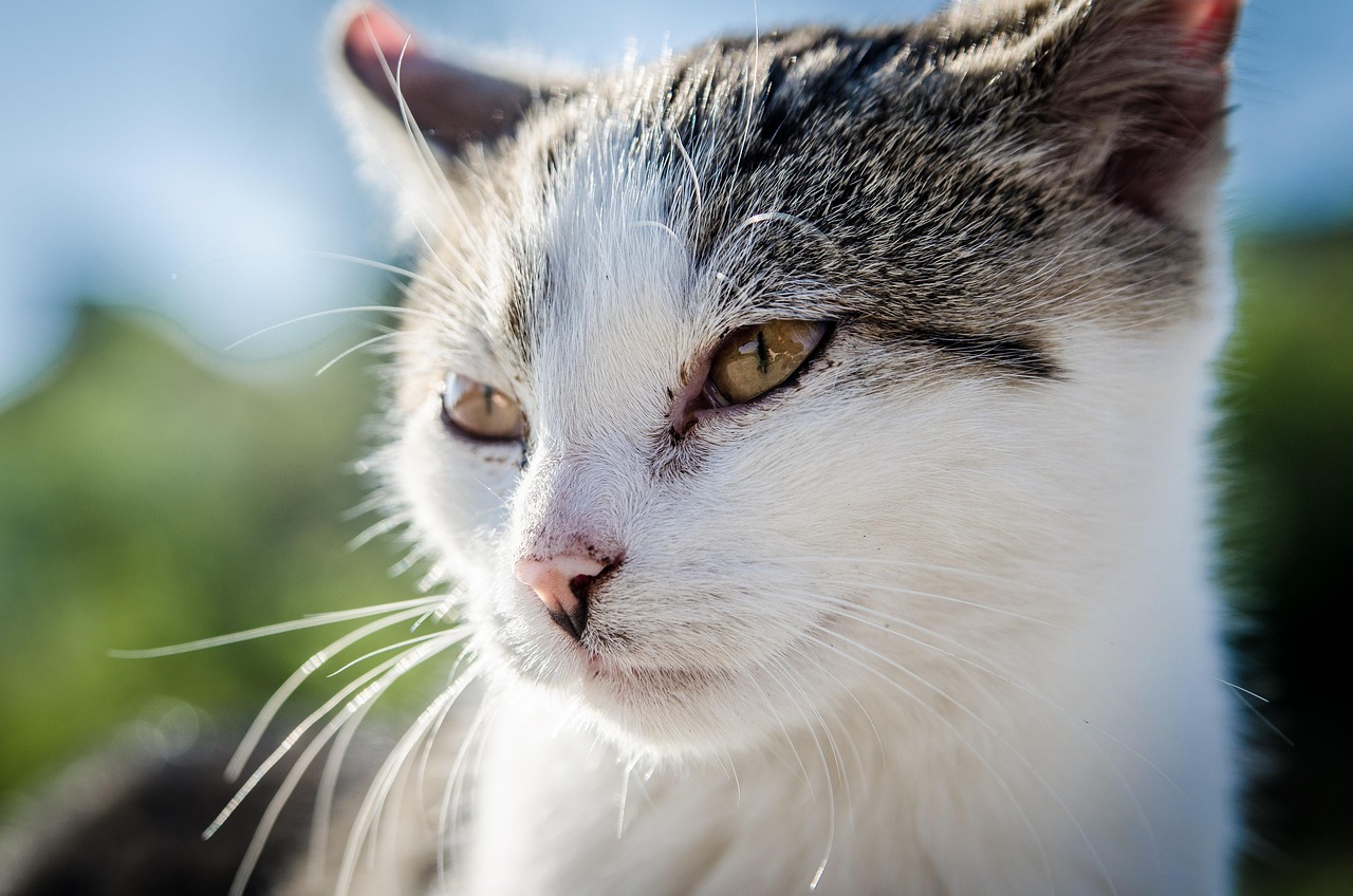 Why Cats Meow at People but Rarely at Each Other