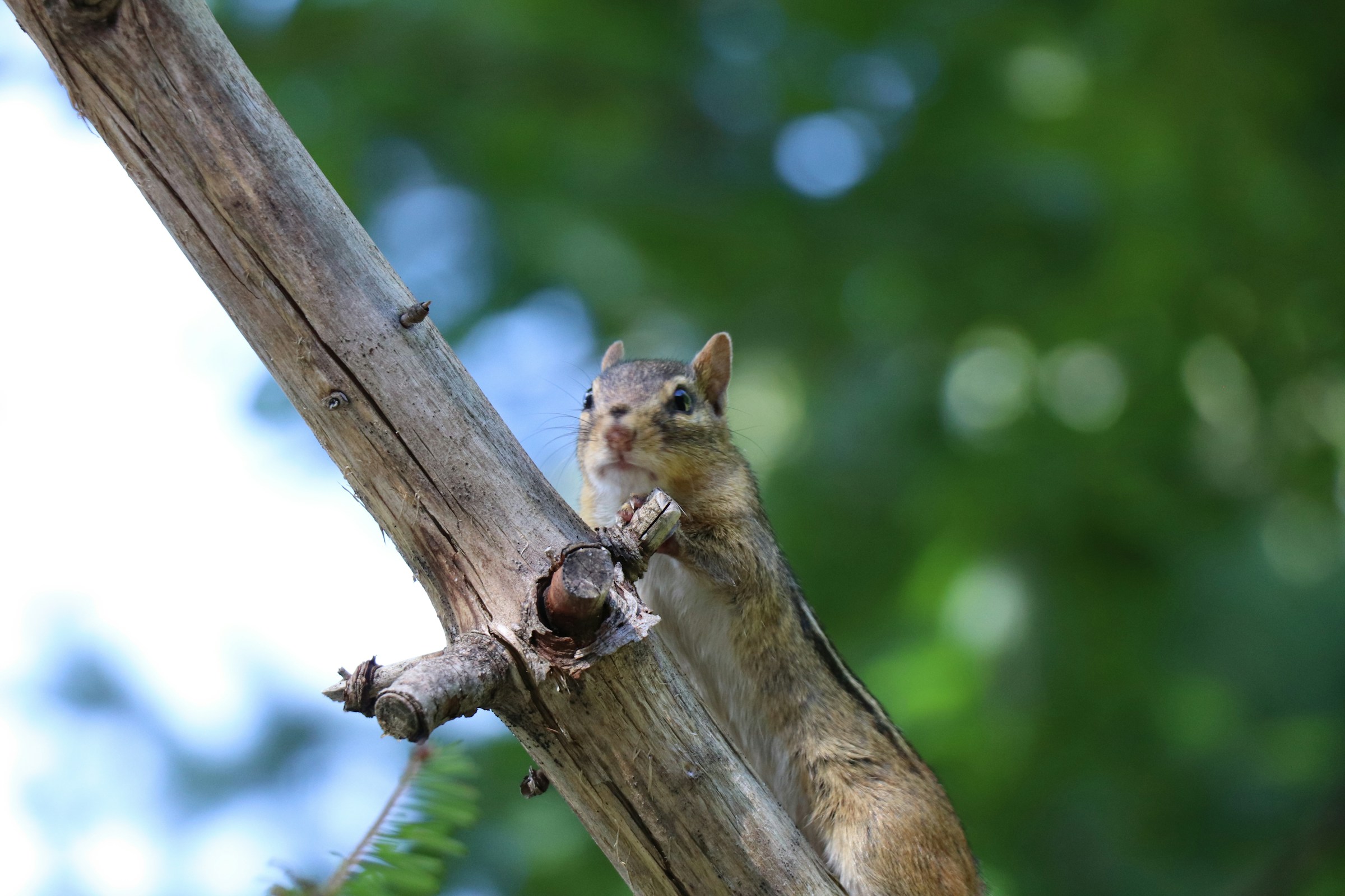 The Reason Chipmunks Stuff Their Cheeks Far Beyond What They Need