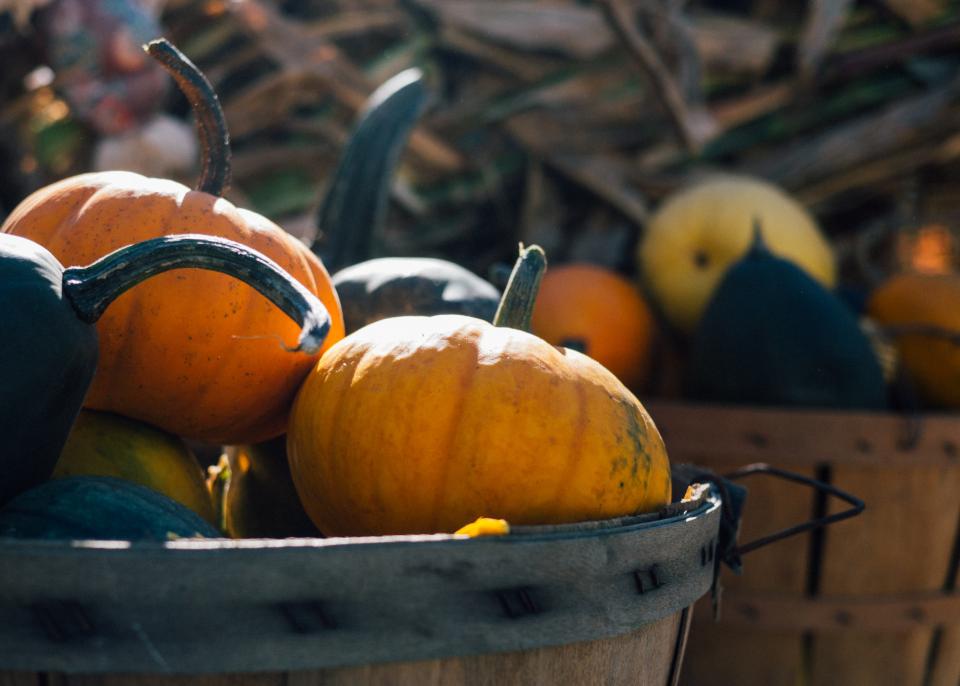 Why Some Pumpkins Refuse to Turn Orange on the Vine - Featured image