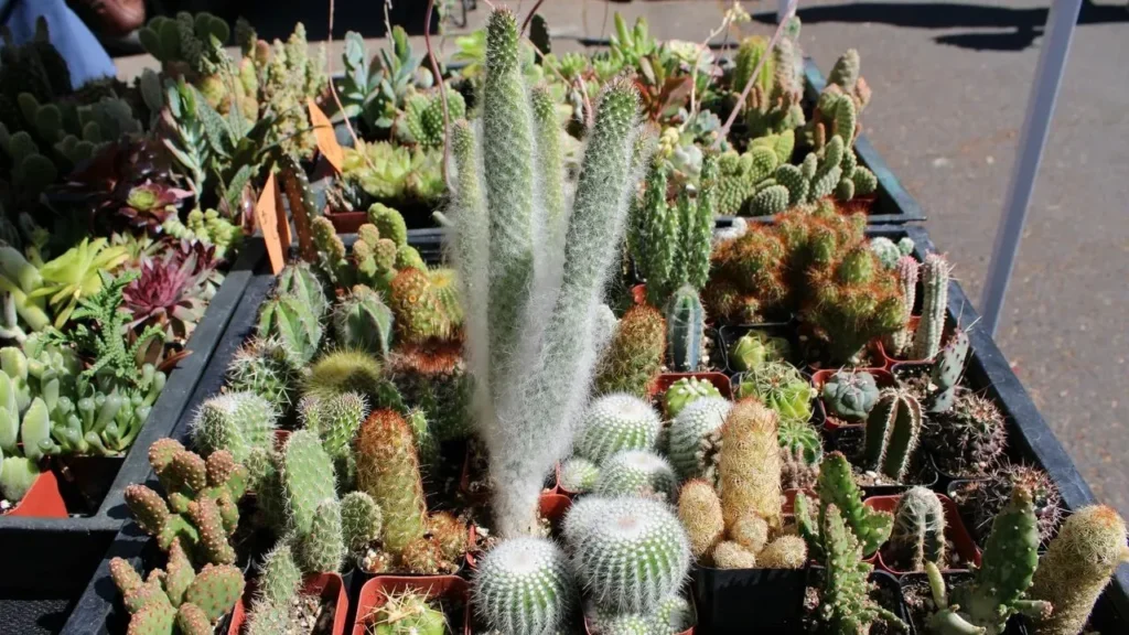 The Unexpected Garden Stars: Succulents That Thrive Beyond the Windowsill - Featured image
