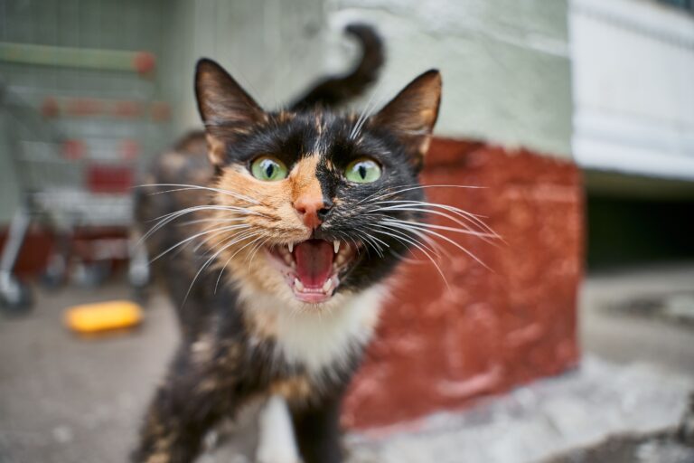 6 Signs Your Cat Is Marking Territory, Not Being Affectionate - Featured image