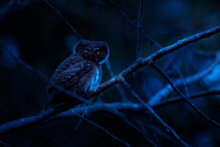 6 Nighttime Backyard Noises and What's Actually Making Them - Featured image