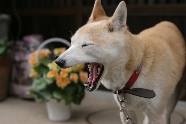 Why Dogs Yawn When They're Anxious, Not Just Tired - Featured image