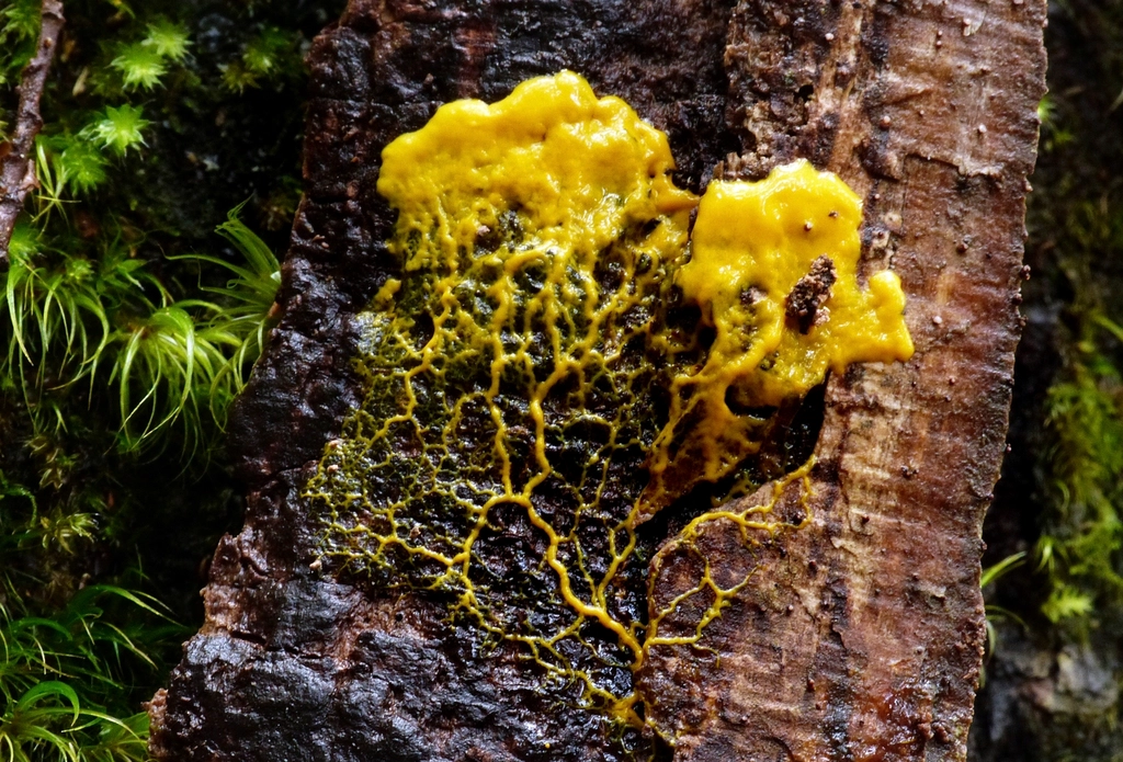 The Strange Yellow Blob That Appears in Garden Beds Overnight