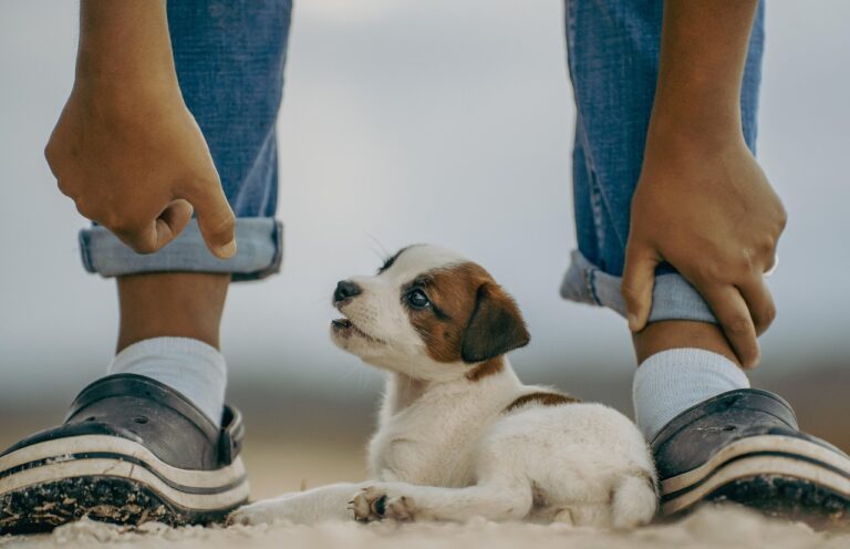 The Tail Wag Speed That Reveals What Your Dog Is Actually Feeling - Featured image
