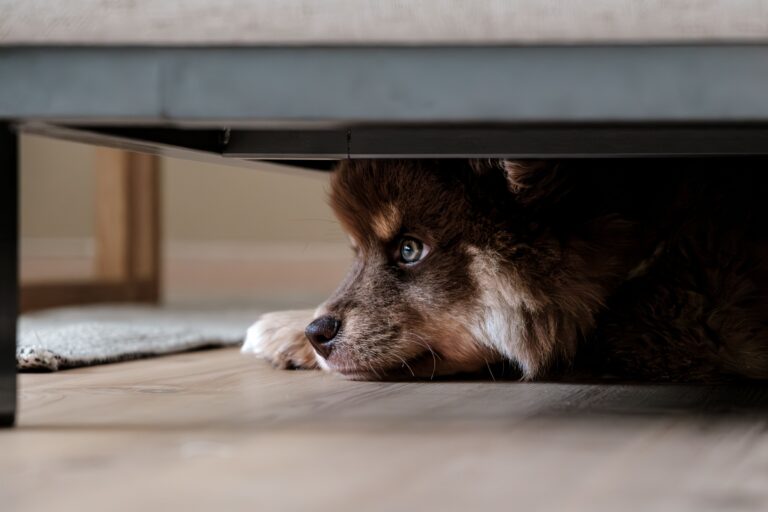 The Bark Pattern That Means Your Dog Is Anxious, Not Excited - Featured image