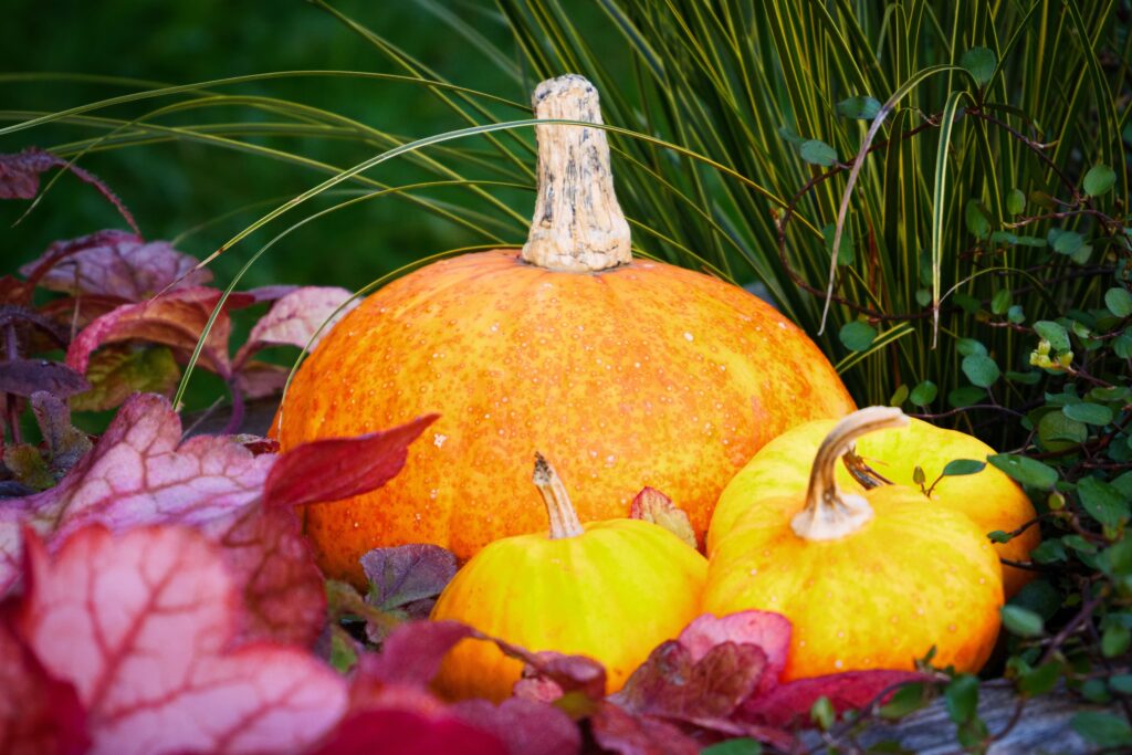 Why Pumpkins Do Most of Their Growing at Night - Featured image
