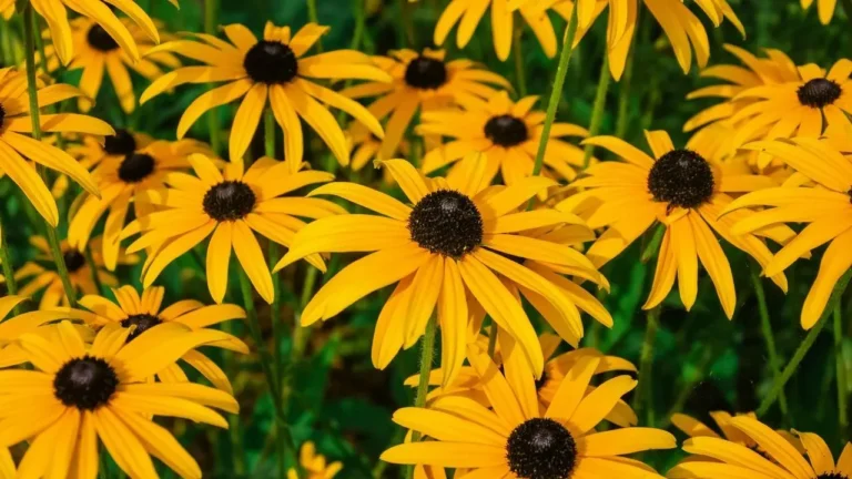 The Simple Way to Turn One Black-Eyed Susan Into a Bed of Free Plants - Featured image