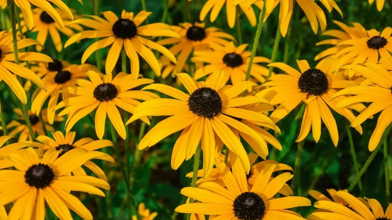 The Simple Way to Turn One Black-Eyed Susan Into a Bed of Free Plants