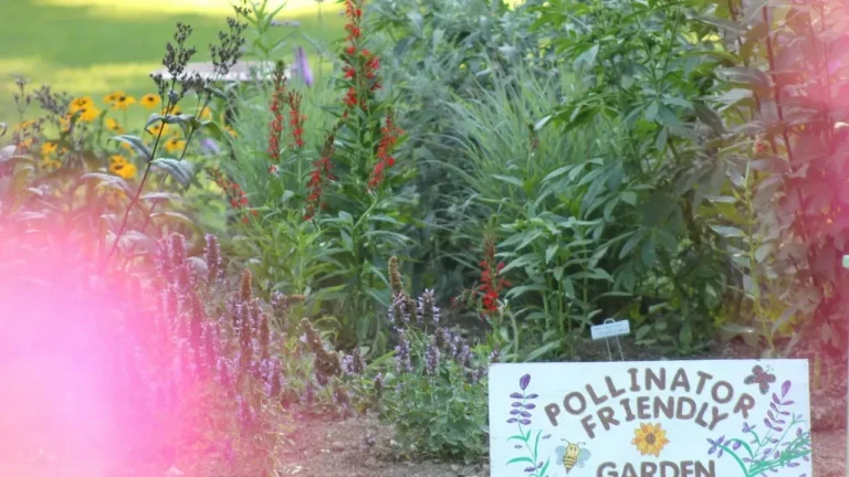 September Garden Priorities Before the Season Shifts - Featured image