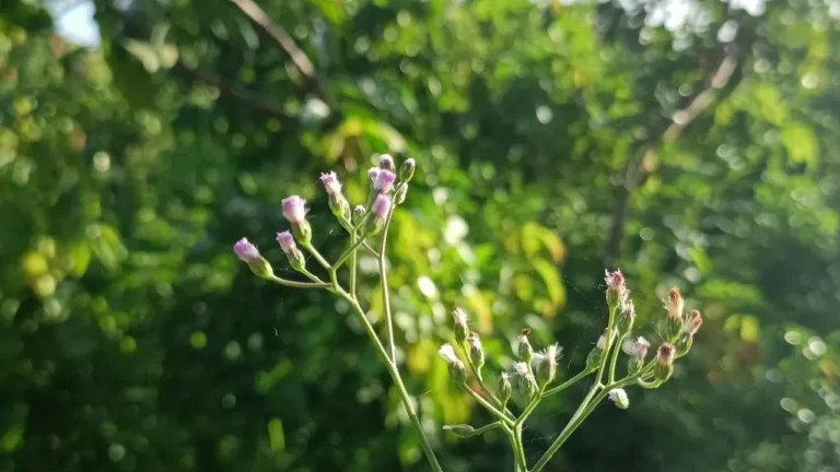 Ironweed Blooms Signal Fall for Indiana Gardens - Featured image