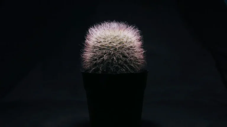 The Fuzzy Powder Puff Cactus Delivers Colorful Blooms With Ease - Featured image