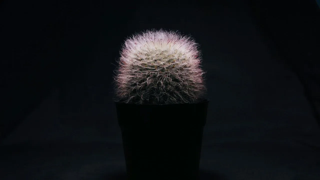 The Fuzzy Powder Puff Cactus Delivers Colorful Blooms With Ease