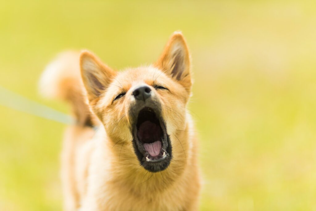 Why Some Dogs Howl at Sirens and Others Ignore Them Completely - Featured image