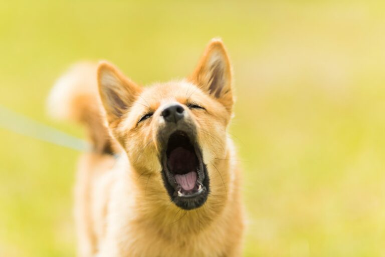 Why Some Dogs Howl at Sirens and Others Ignore Them Completely - Featured image