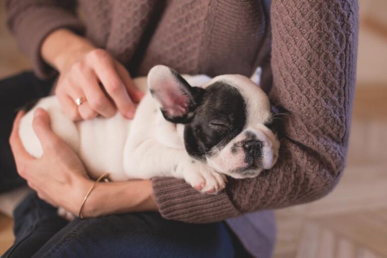 Why Dogs Twitch and Paddle Their Legs While They Sleep - Featured image