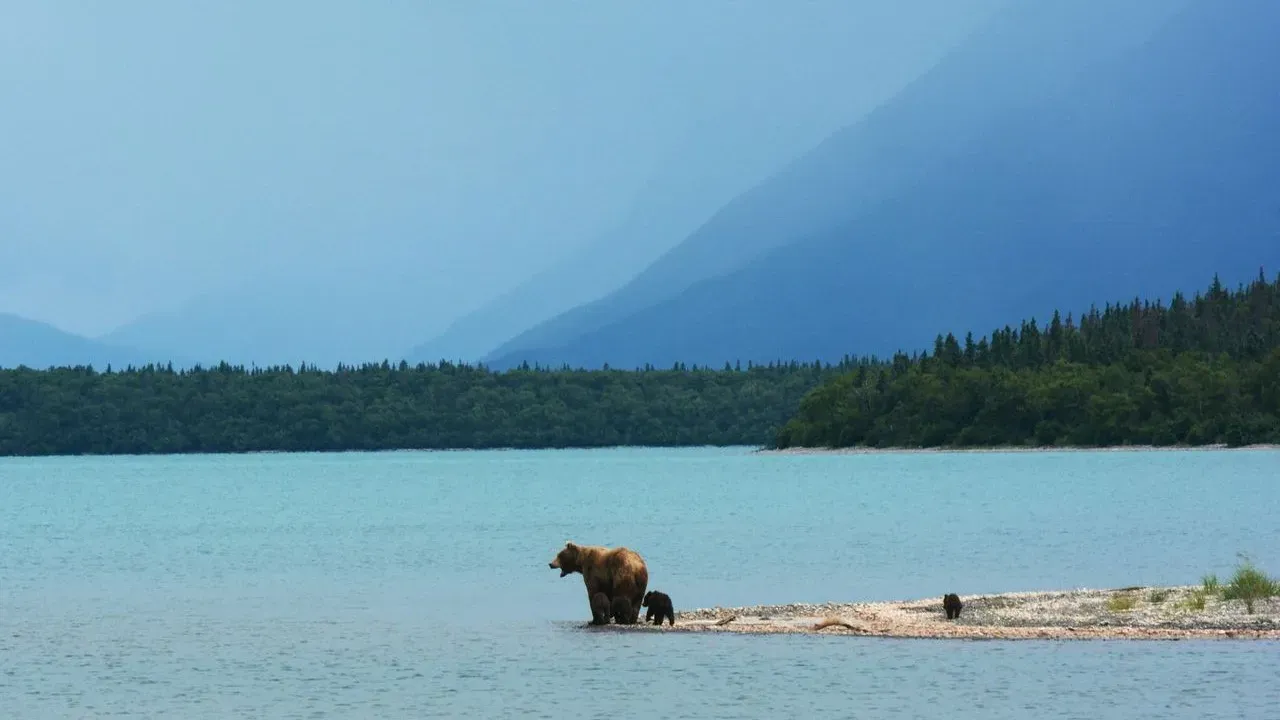 Alaska Moose Hunter Glad He Blacked Out in Bear Attack