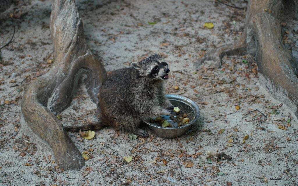 5 Signs a Wild Animal Has Denned Under Your Deck or Porch - Featured image