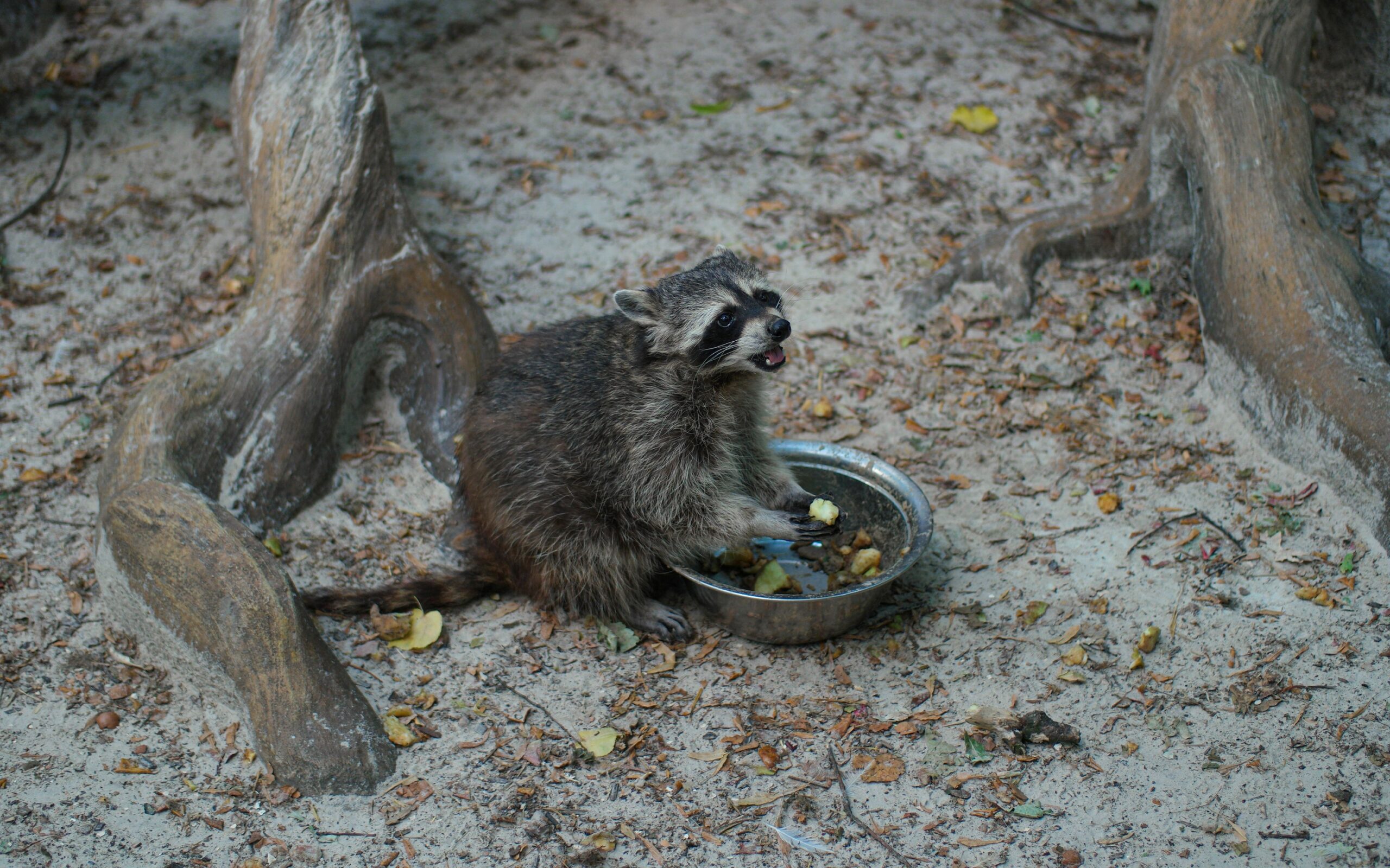 5 Signs a Wild Animal Has Denned Under Your Deck or Porch