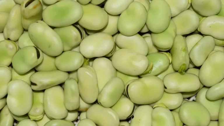 Grow Bell Beans This Fall for Free Fertilizer - Featured image