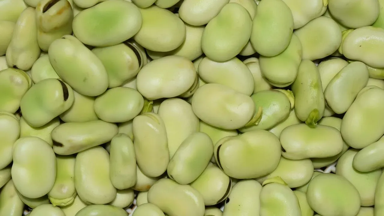 Grow Bell Beans This Fall for Free Fertilizer
