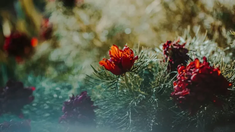 Amy's Minnesota Garden Mixes Vegetables With Flowers - Featured image