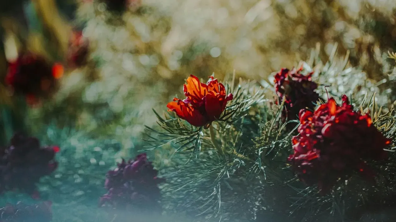 Amy's Minnesota Garden Mixes Vegetables With Flowers
