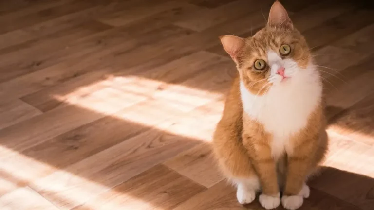 The Hidden Chemical Signature Cats Carry in Their Urine - Featured image