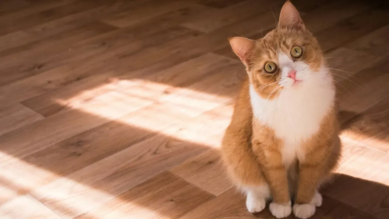 The Hidden Chemical Signature Cats Carry in Their Urine