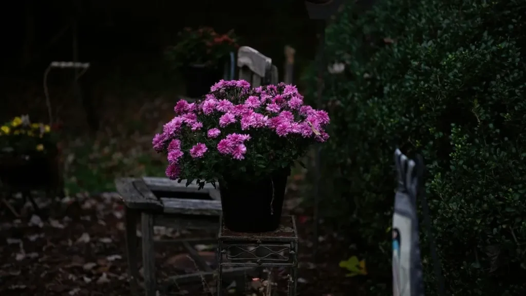 The One Change That Keeps Summer Containers Looking Fresh Into Fall - Featured image