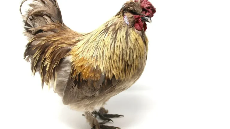 Backyard Flocks Drive Largest Salmonella Outbreak of the Year Amid Regulatory Gaps - Featured image