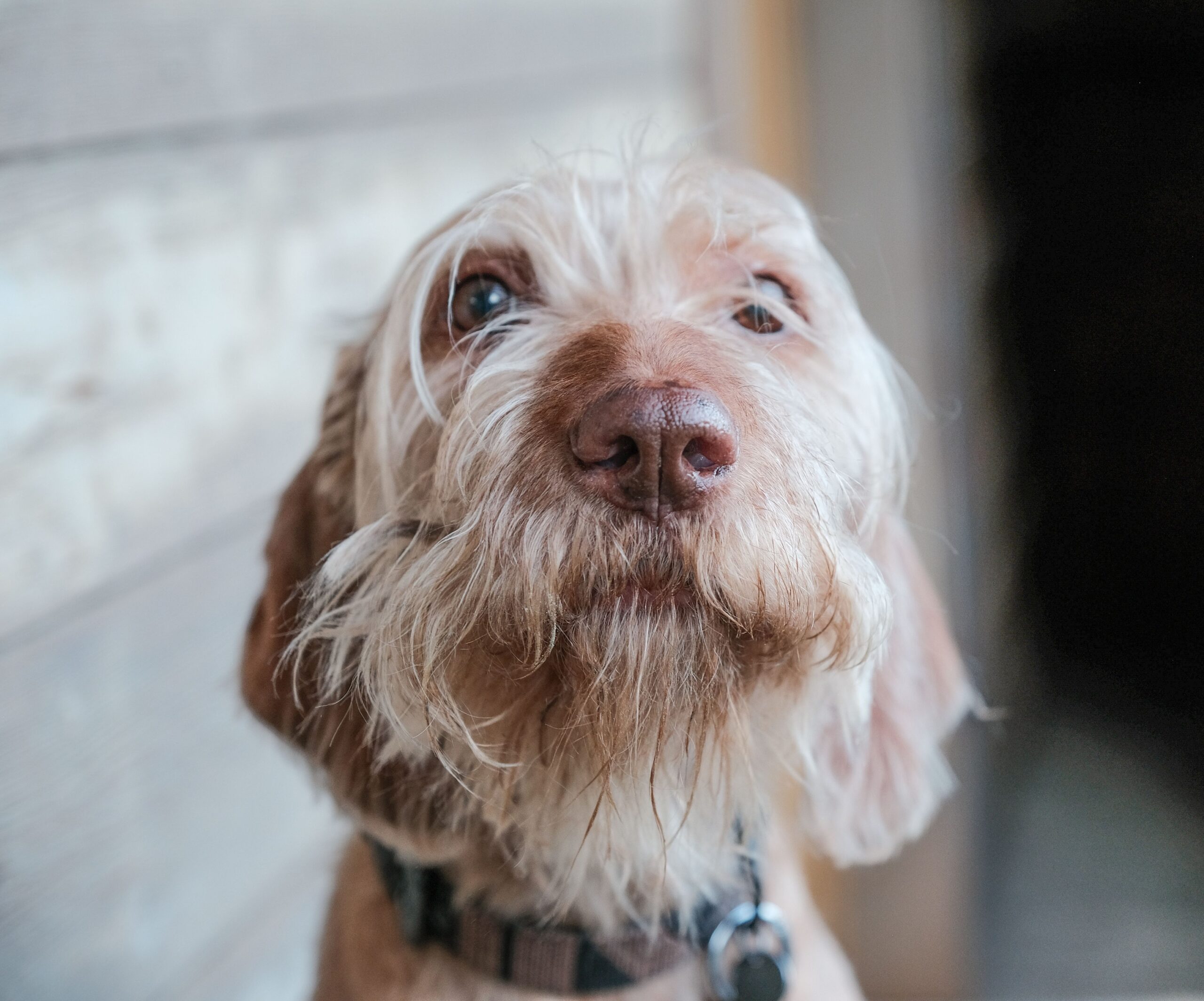 Why Dogs Sigh Loudly When They Lie Down