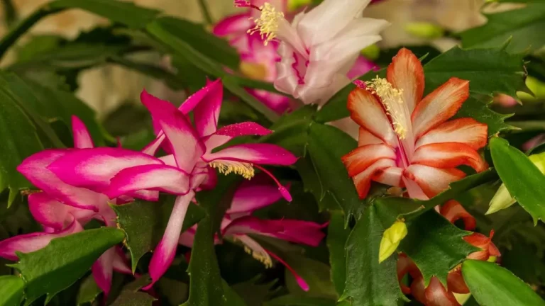 The Dormancy Trick for Timely Christmas Cactus Blooms - Featured image