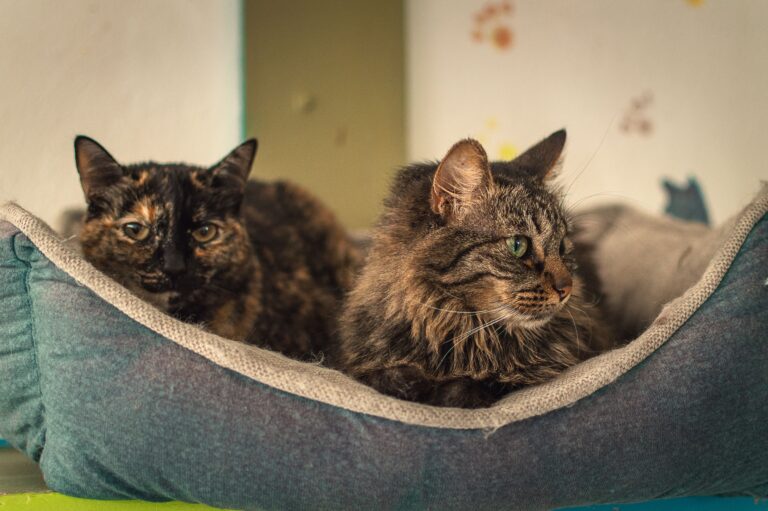 Why Cats Suddenly Stop Sleeping on the Bed - Featured image