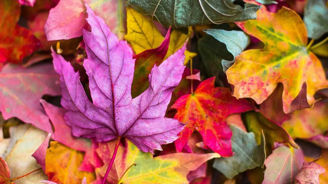 Bring Bold Autumn Hues to Your Landscape